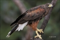Hawk;Harriss-Hawk;Southwest-USA;Texas;Parabuteo-unicinctus;one-animal;close-up;c